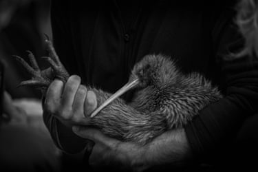 Black and white photo of hands cradling a kiwi