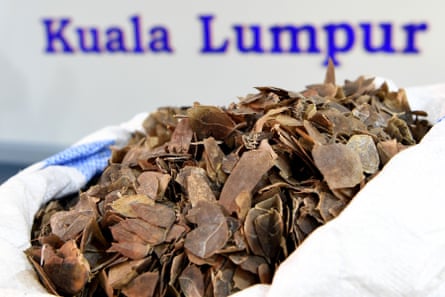 Seized pangolin scales displayed at a press conference at the Malaysian Customs Complex in Sepang. Malaysian authorities seized almost 400 kilograms of pangolins scales trafficked from Ghana for the second time in three days, an official said on June 16.