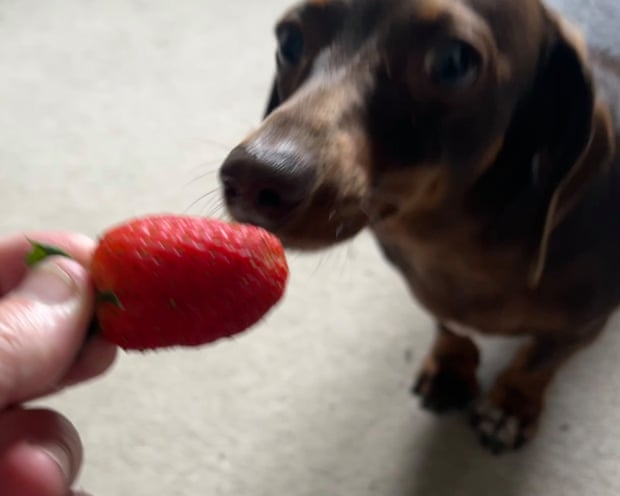 Willow sniffing a strawberry