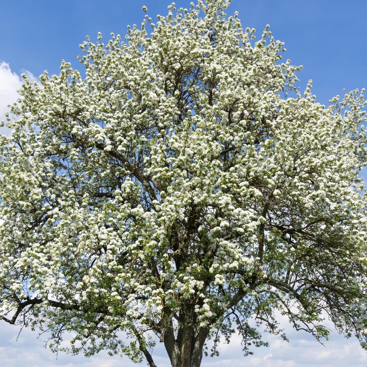 Ask Alys: should I replace my old pear tree? | Gardens | The Guardian