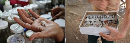 (Left) Gloria, a parataxonomist, holds a larva that has been killed by parasitoids. (Right) Janzen points to a box of insects collected in the ACG that have been dried and preserved.
