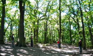 Sydenham Hill Wood