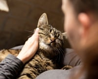 A cat lies in a human's arms