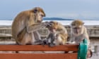 Thailand's missing monkeys: