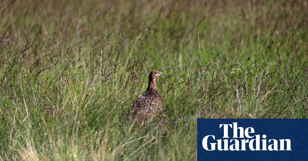 ‘Glorious Twelfth’ on the brink across UK after poor grouse breeding season