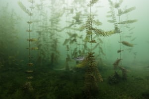 Underwater category winner: In The Hiding by Milos Prelevic (Serbia) Pike in lake next to Bela Crkva in Serbia