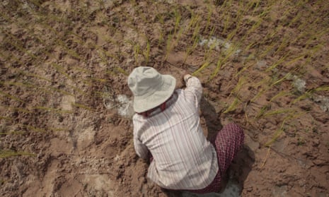 A Cambodian farmer plants rice on the dry earth in the rice paddy at the outskirt of Phnom Penh, Cambodia, in September. This year drought has affected thousands of hectares of rice paddy in the country.