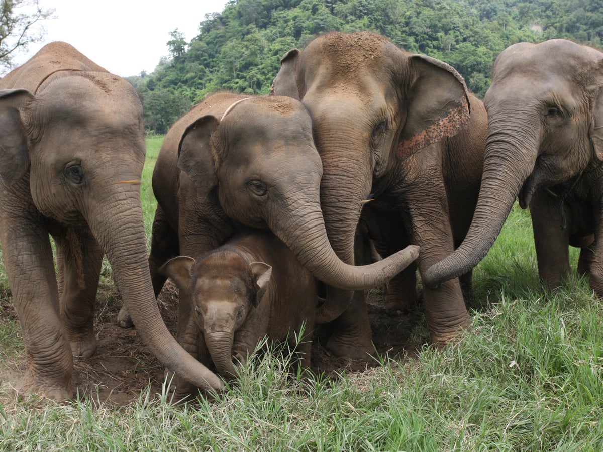 The Elephant Who Helped Me Through One Of The Darkest Periods Of My Life Environment The Guardian