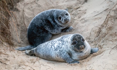 Seal Old Sex Videos - Baby seals spotted in record numbers on Norfolk coast | Norfolk | The  Guardian