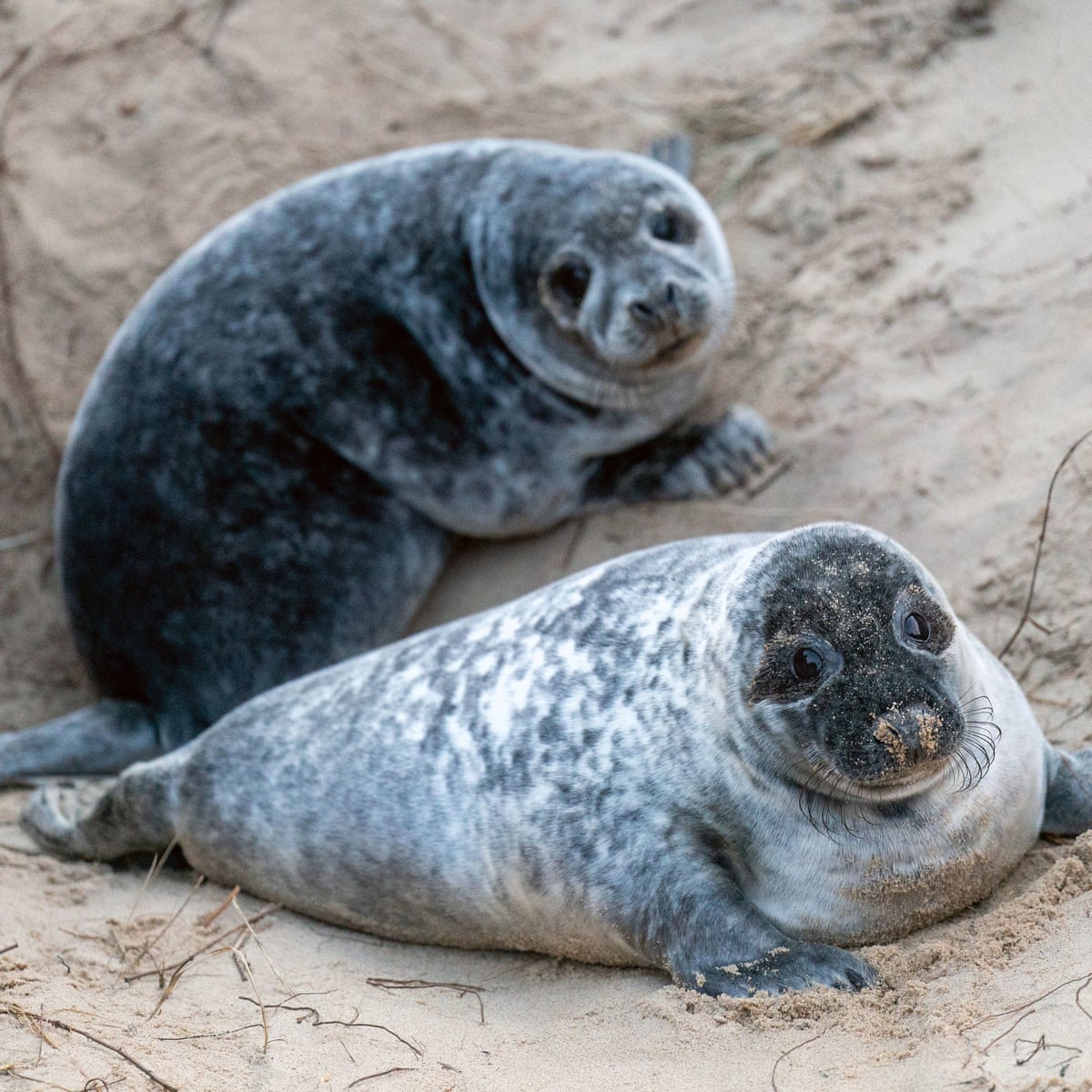 Baby seals spotted in record numbers on Norfolk coast, Norfolk