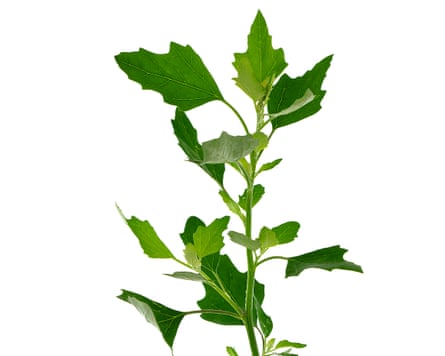Fat hen or common lamb’s quarters, (Chenopodium album).