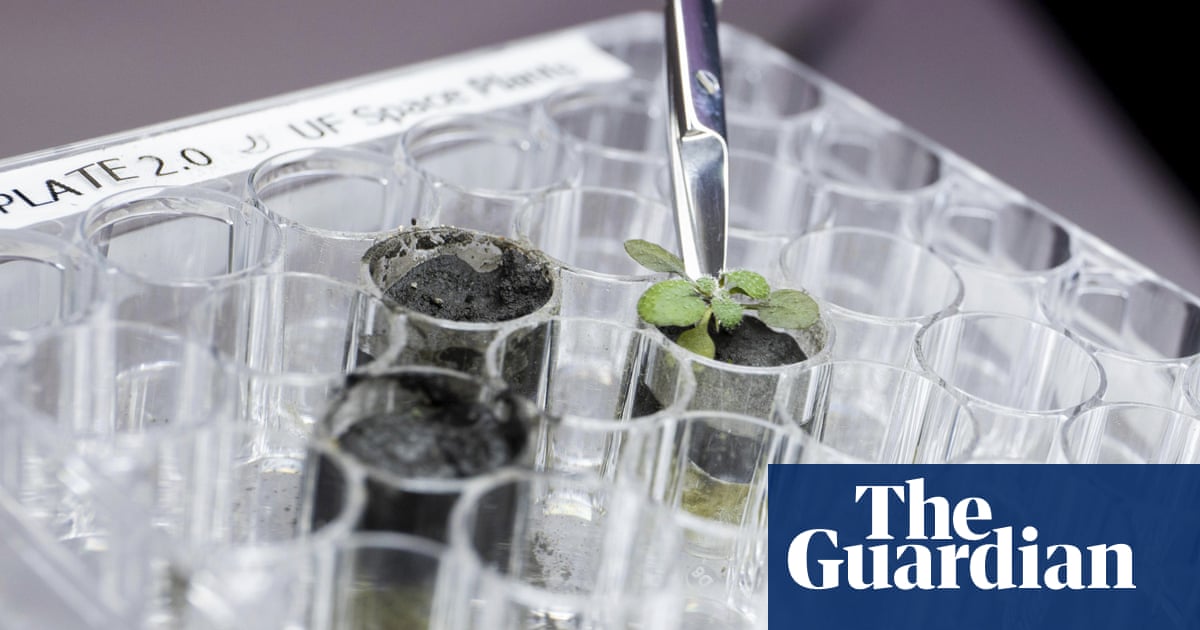 ‘Holy cow’: scientists successfully grow plants in moon soil for the first time