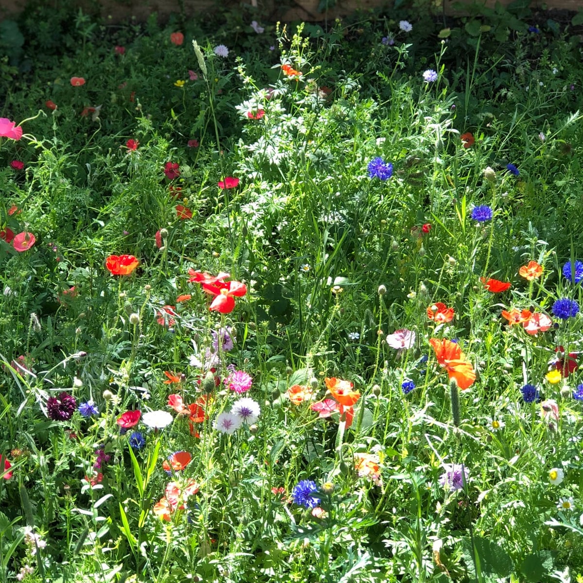 How Gardening Helped Me Live With Love And Loss Life And Style The Guardian