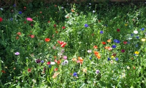 How Gardening Helped Me Live With Love And Loss Life And Style The Guardian