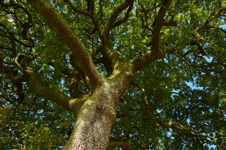 The oak tree up close, in October