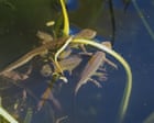 Country diary: Newts in the pond, commotion in the house | Mark Cocker