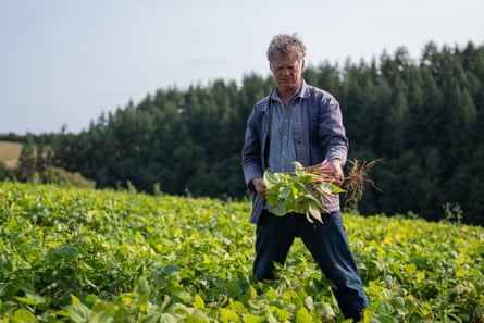 The Riverford founder Guy Singh-Watson stands in a field full of bean plants, holding several in his hand and looking at the pods.