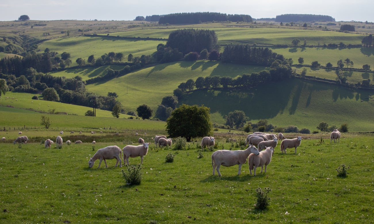 A field of sheep is observed close to Machynlleth, north Wales.