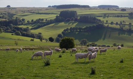 A field of sheep is observed close to Machynlleth, North Wales. Britain Beyond Lockdown. Wales is adapting to the new rules with of engagement in the aftermath of the Covid 19 virus.