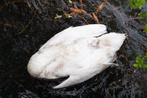 Yet another swan in Windsor has been killed following a dog attack