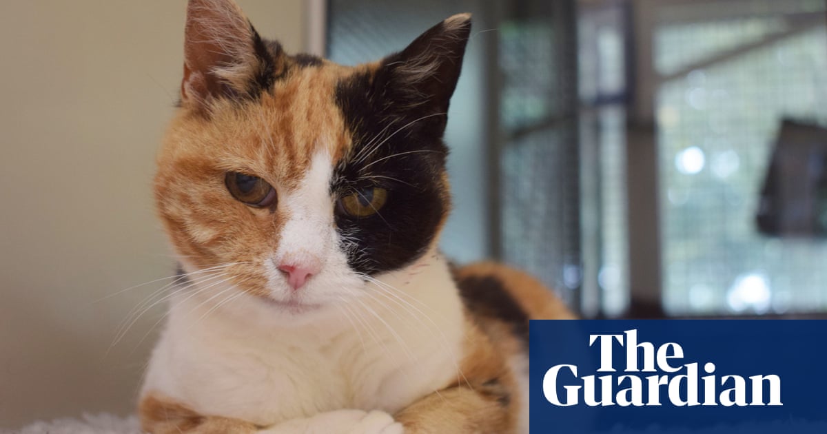 Cat that went missing on Scottish holiday found 12 years later