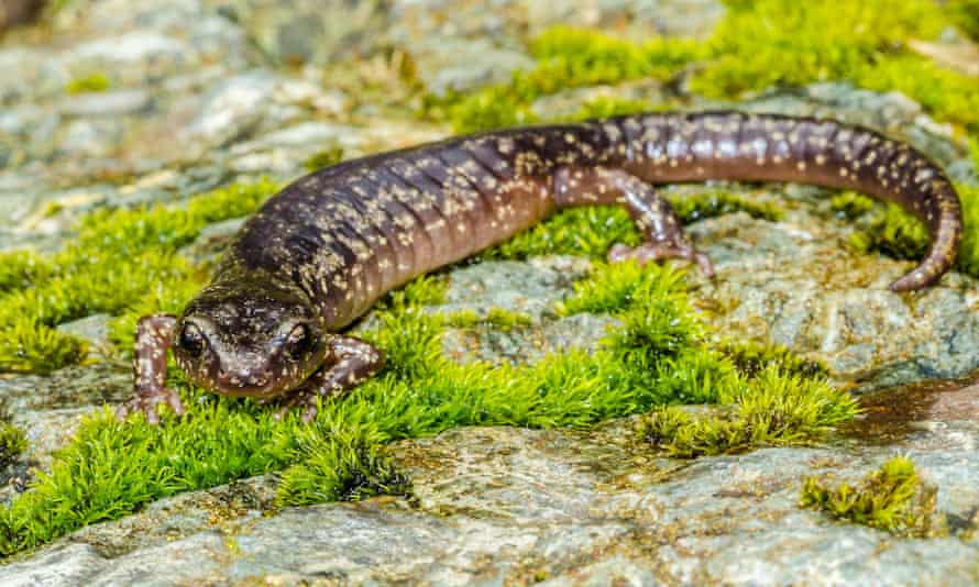 ‘This is a five-gram salamander that climbs the world’s highest trees and isn’t afraid to take a leap of faith.’