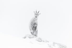 An ibex in the French Alps