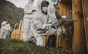 A translocação de 15 emas da Patagônia - também conhecidas como emas de Darwin - entre o Chile e a Argentina dentro de um programa que visa contribuir para a diversidade genética da população do Parque Nacional da Patagônia Chilena