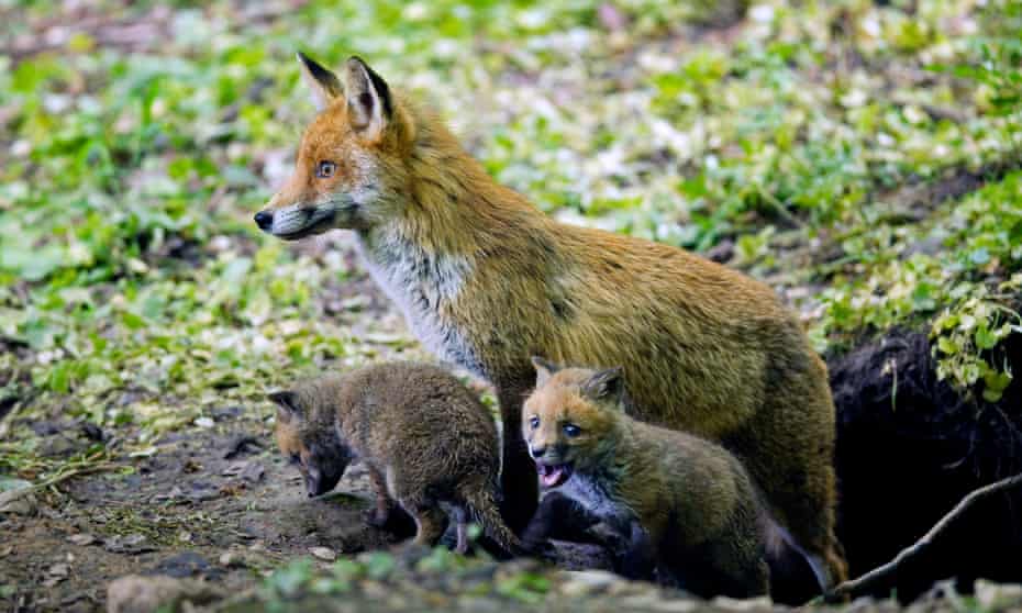 Red fox (Vulpes vulpes), vixen with two fox cubs coming out of the den.