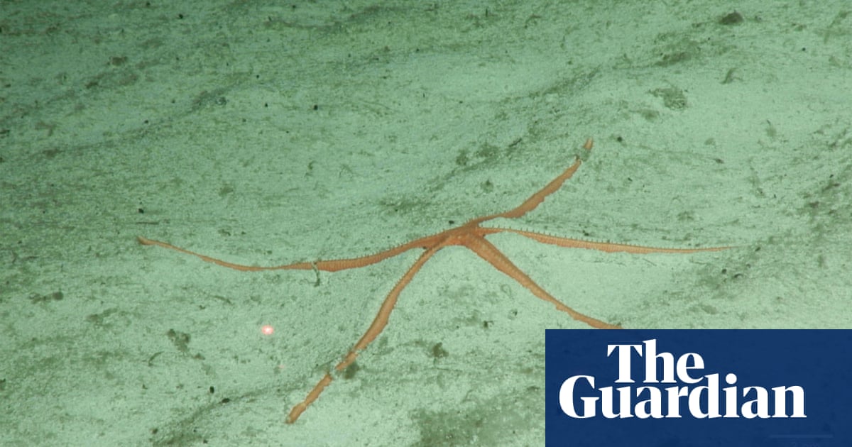 Newly discovered deep sea species – in pictures | Environment | The Guardian