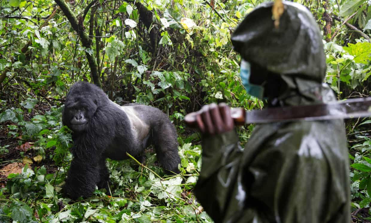 6 Virunga partk rangers killed