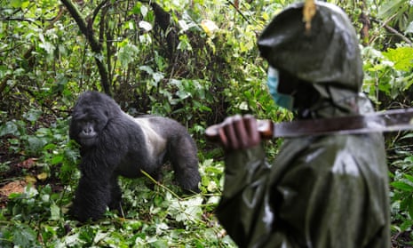 A ranger watches one of the younger silverback gorillas at the Virunga national park