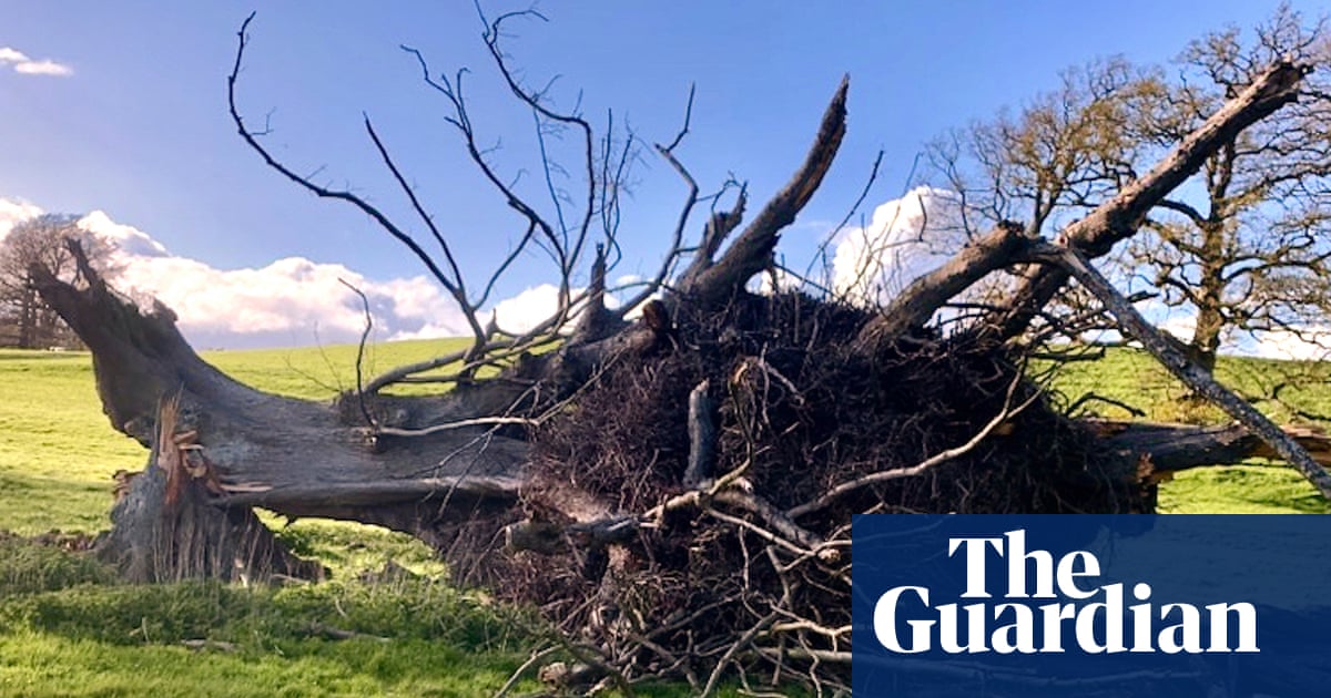 Country diary: A tree can define a landscape – even when it has fallen | Trees and forests Country diary: A tree can define a landscape – even when it has fallen | Trees and forests