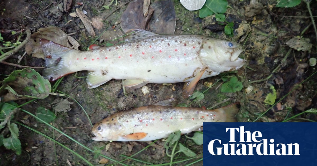 Southern Water fined Â£330,000 for stream pollution that killed 2,000 fish | Rivers