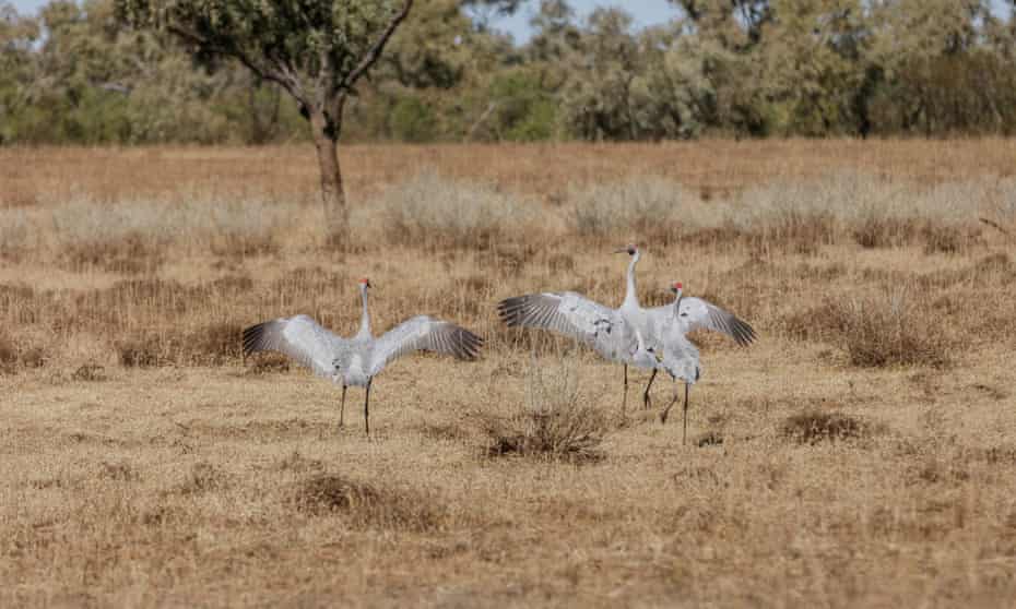 Three brolgas on the sunbleached grass near Winton, Qld.