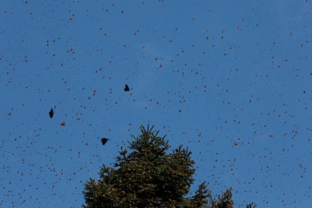 Monarch butterflies fly near a tree at the Sierra Chincua butterfly sanctuary on a mountain in Angangeo, Michoacán.