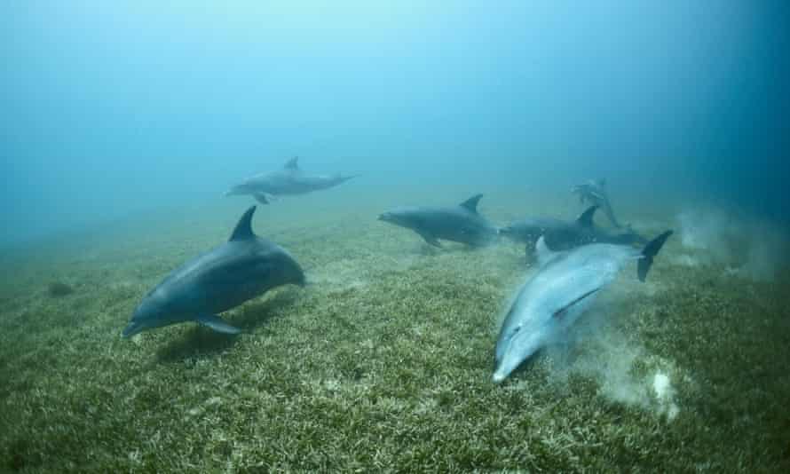 Six dolphins swimming low over a bed of seagrass with sand thrown up where they are rubbing themselves