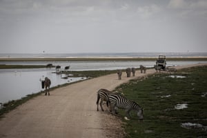 A tourist vehicle drives down a track as zebra and wildebeest gather at swamp after recent rains in Amboseli National Park, Kenya