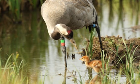 Scientists predict that there could be as many as 275 breeding pairs common cranes within 50 years. 
