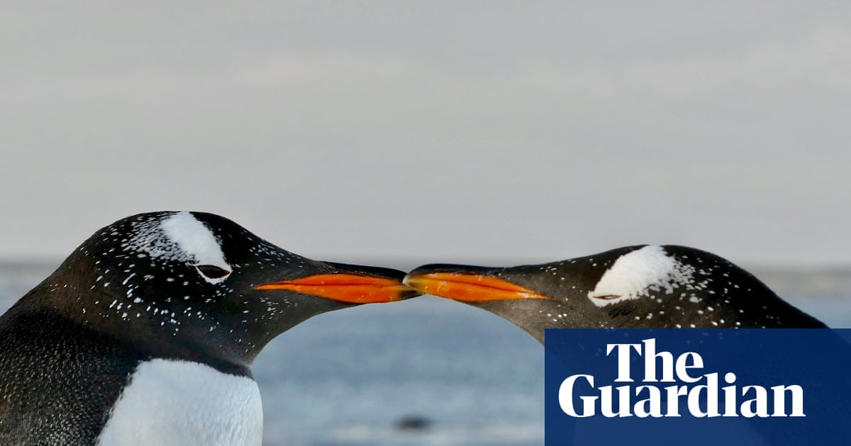 The Sexual Evolution by Nathan H Lents review colourful tales of animal reproduction