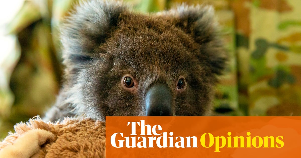 Relocating Koalas To New Zealand Is A Nice Idea But It Isn T A