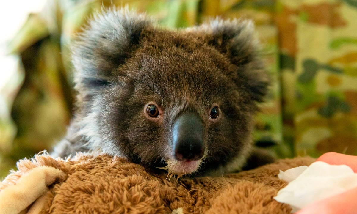 Relocating koalas to New Zealand is a nice idea, but it isn't a good one |  James Russell | The Guardian