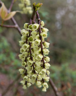 Top ten de los arbustos para el invierno 2 Stachyurus chinensis ‘Magpie’