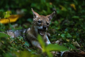 Tehata, Índia. Um filhote de chacal dourado bebê (Canis aureus) está mastigando um rolo de amarração de caixa de plástico usado na embalagem, em uma floresta de Bengala Ocidental à noite. Animais famintos cheiram a comida em recipientes e sacolas de plástico e, se acidentalmente conseguirem comer o plástico, isso pode causar bloqueios intestinais e ser fatal. A Índia recentemente impôs a proibição de muitos plásticos de uso único