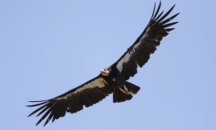 The California condor’s reintroduction has been led by the Yurok Tribe.
