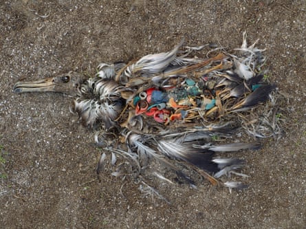 Une image montrant le contenu de l'estomac rempli de plastique d'un poussin d'albatros dans l'un des sanctuaires marins les plus reculés du monde, à plus de 2 000 milles du continent le plus proche. À 000 milles du continent le plus proche.