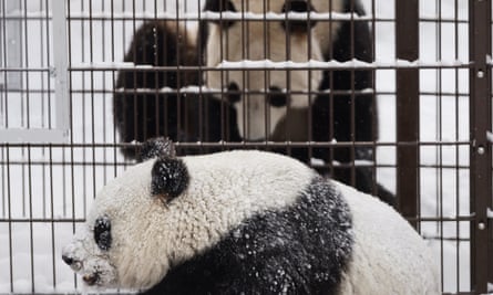 Hua Bao, named Pyry, and female Jin Bao Bao, named Lumi, play during the opening day of Ahtari Zoo Snowpanda Resort in Ahtari, Finland