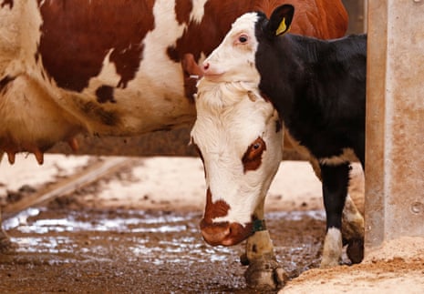 Rise of ethical milk: 'Mums ask when cows and their calves are separated' |  Farming | The Guardian