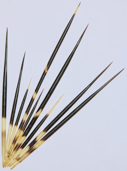 Karp has developed a new type of surgical staple inspired by porcupine quills.