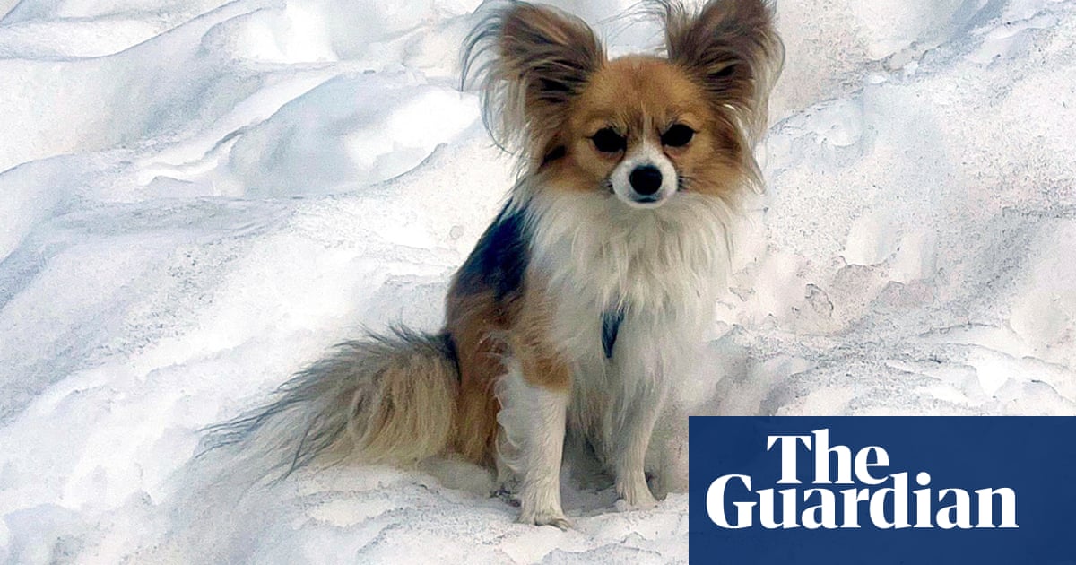 Tiny pet dog credited with helping to save hiker trapped in Swiss glacier